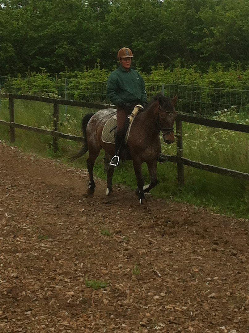 Knabstrupper Sally billede 6