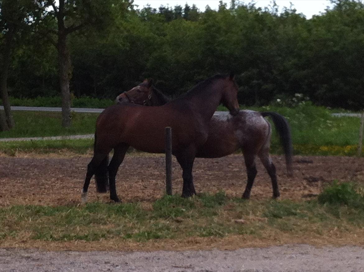 Knabstrupper Sally billede 8