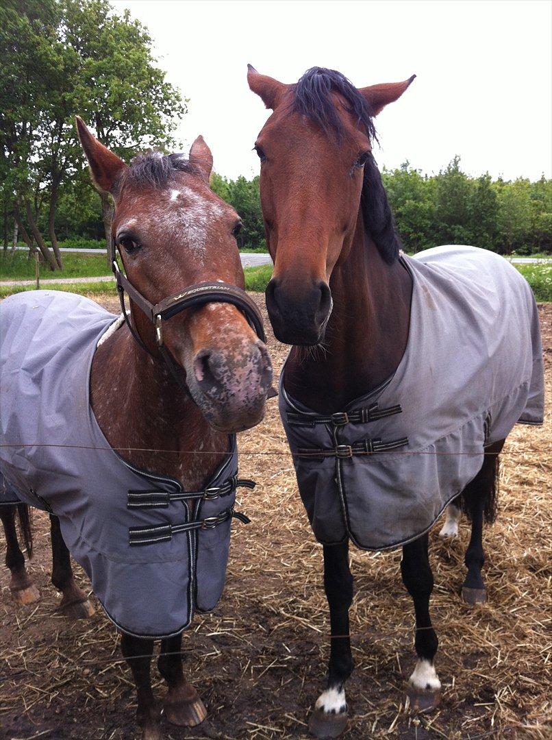 Knabstrupper Sally billede 9