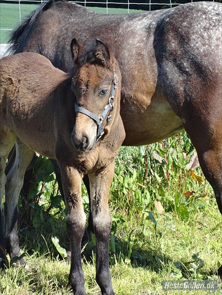 Knabstrupper Sally billede 10