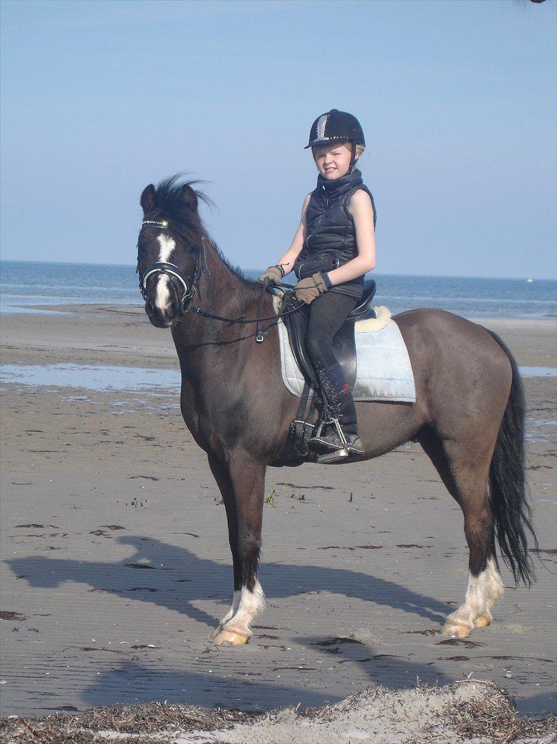Welsh Pony af Cob-type (sec C) Hestemøllegårds Batman *A-PONY* - Tur på stranden 2012<3 billede 6