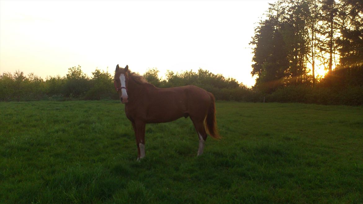 Dansk Varmblod De Gaulle billede 9