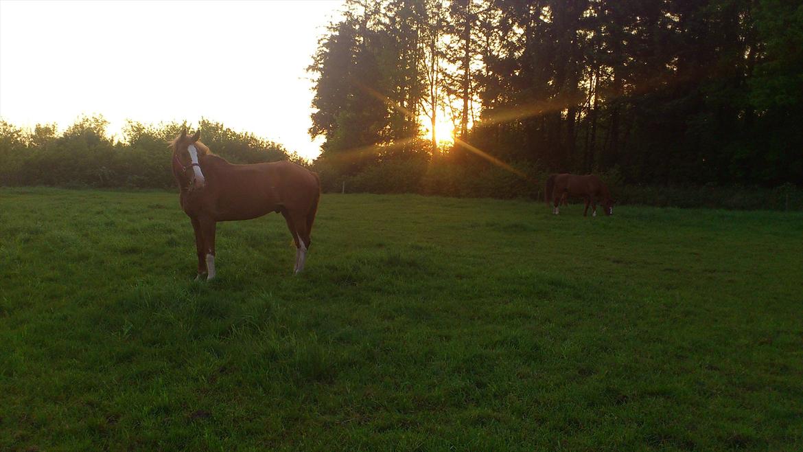 Dansk Varmblod De Gaulle billede 10