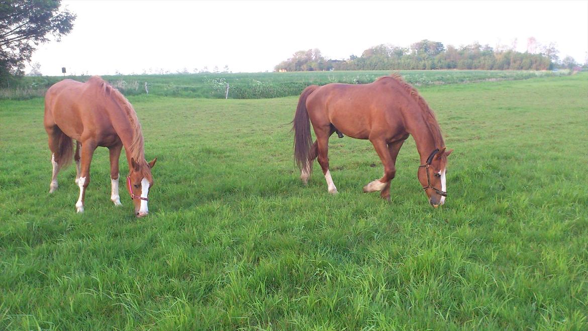 Dansk Varmblod De Gaulle billede 11