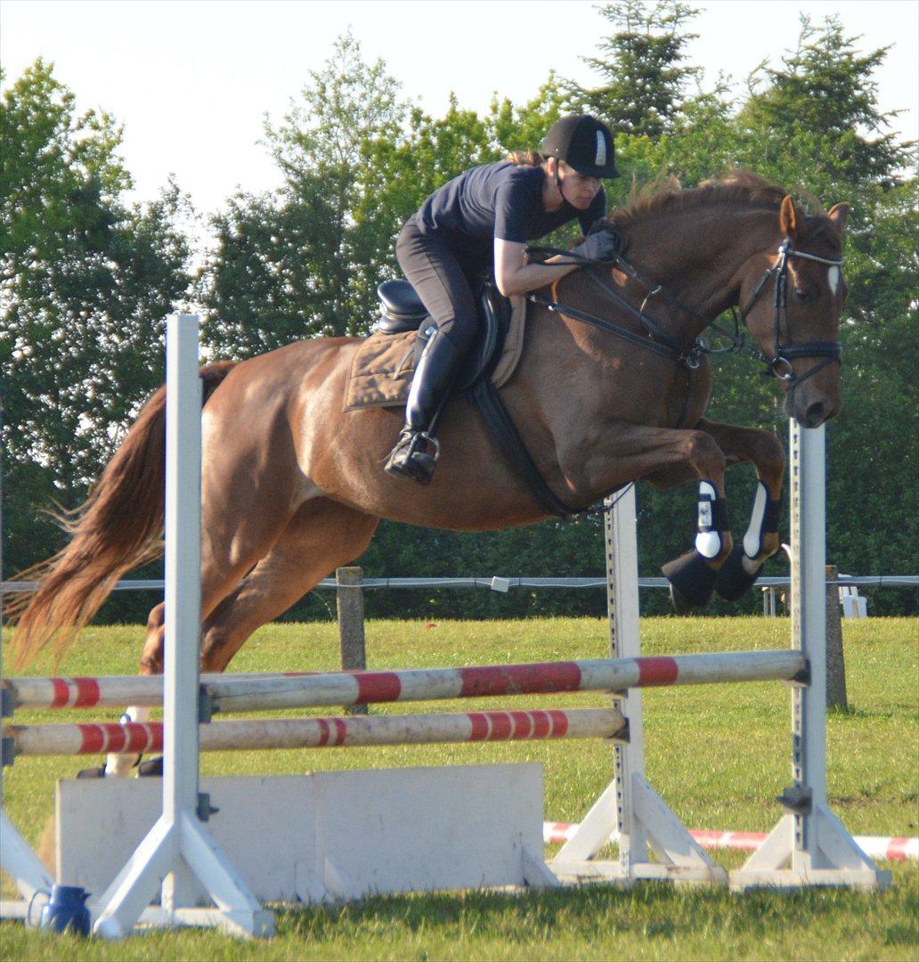 Dansk Varmblod Crelida billede 12