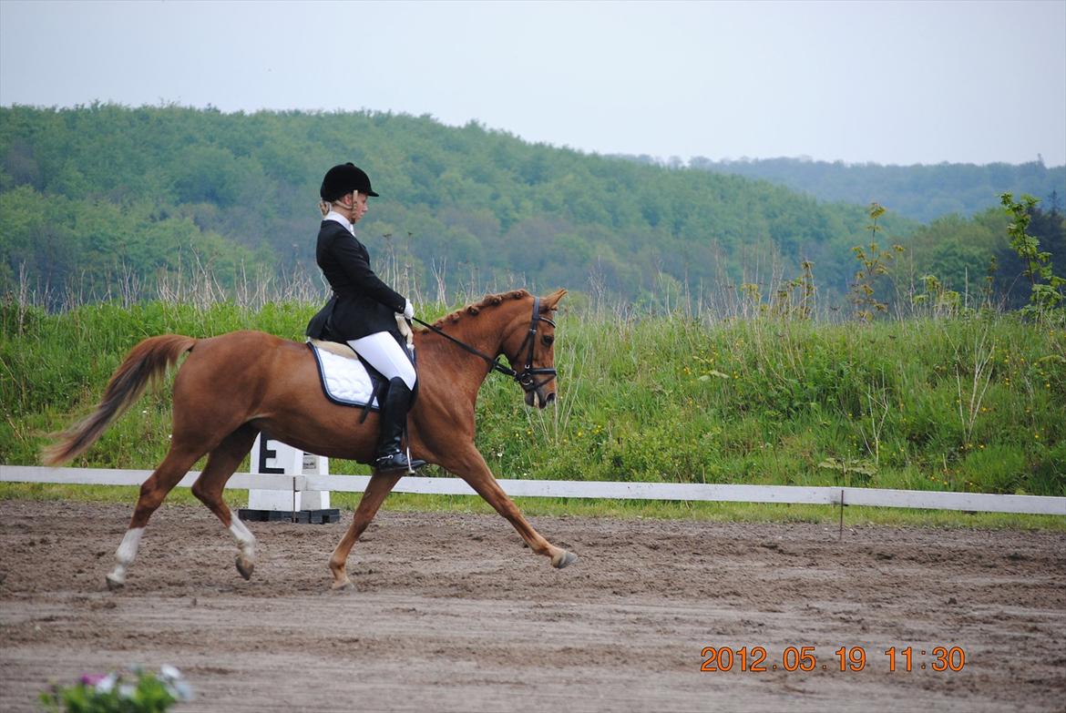 DSP Lindveds Musca - SJM hold 2012  billede 5