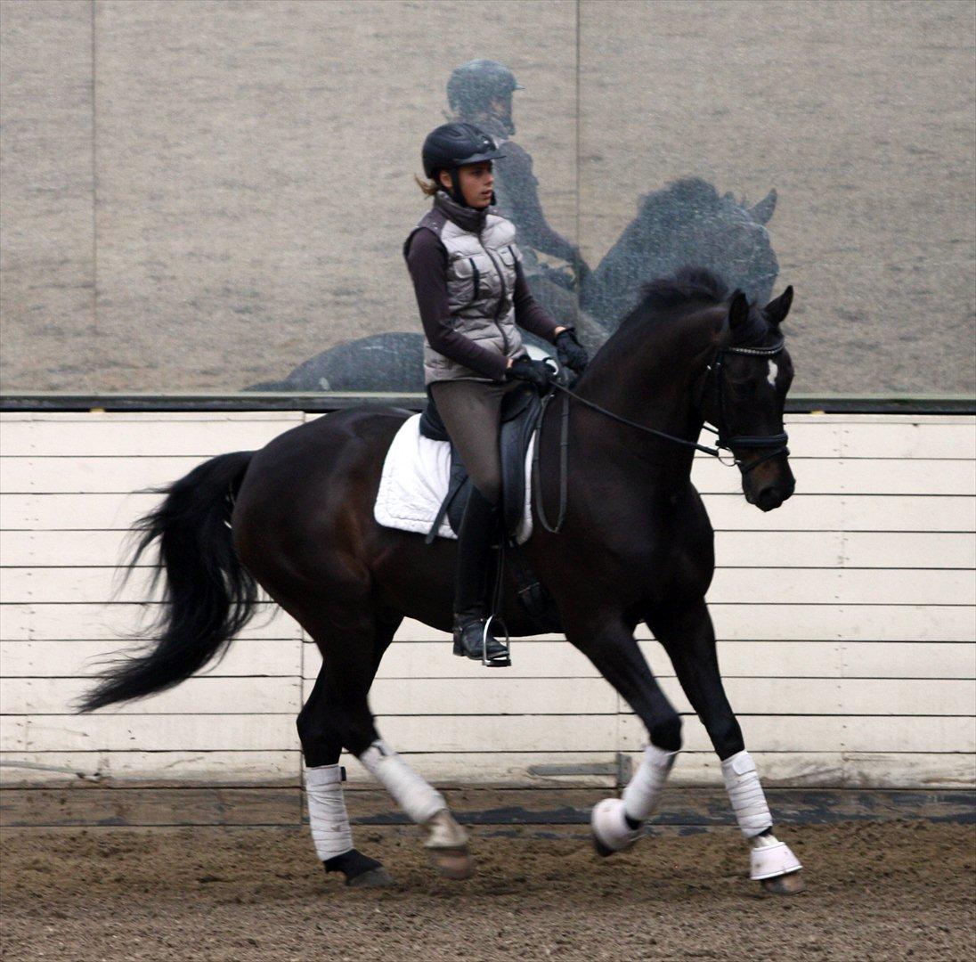 Dansk Varmblod Lindehøjs Leneiux (Kompis) - D. 4 juni 2012 - Første gang rider ham Foto: Far billede 9