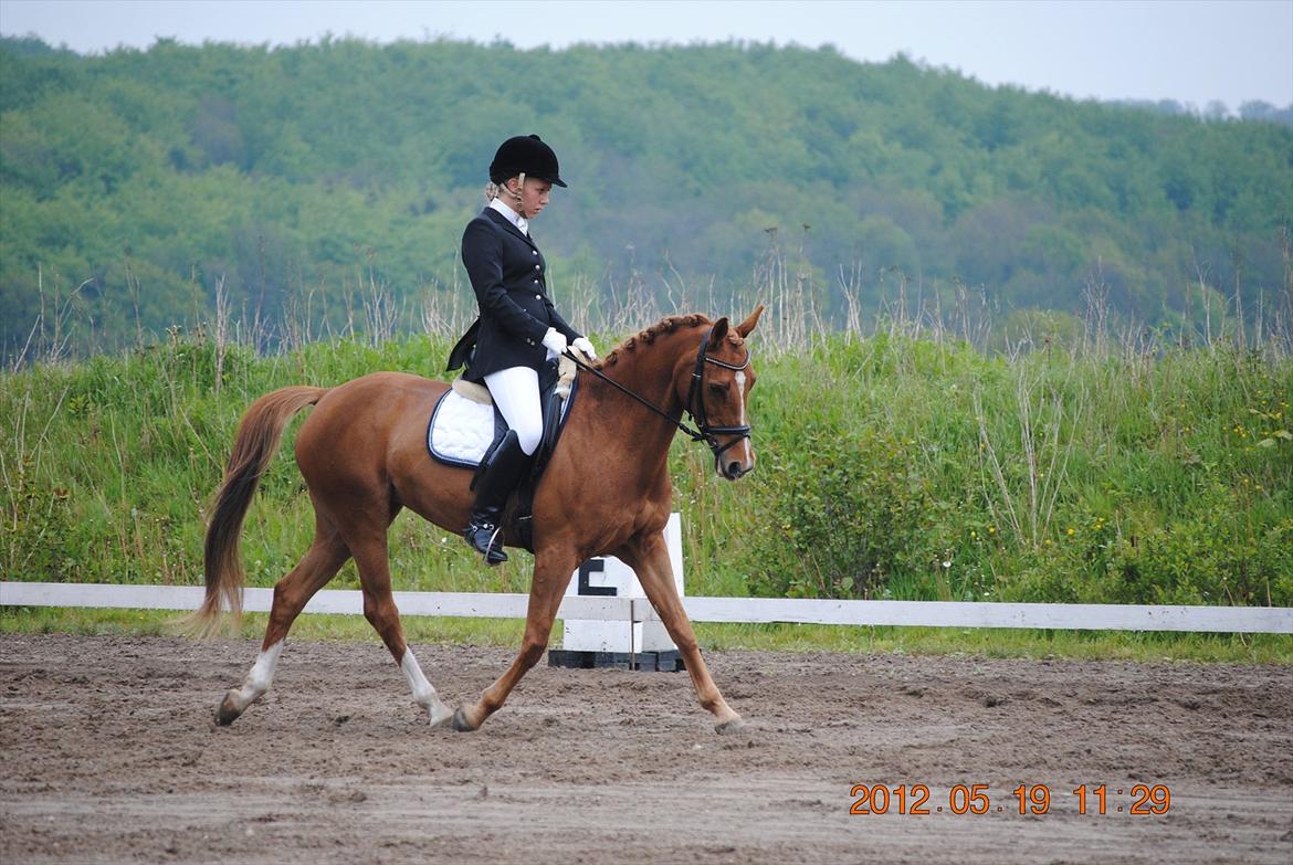 DSP Lindveds Musca - SJM hold 2012 billede 10