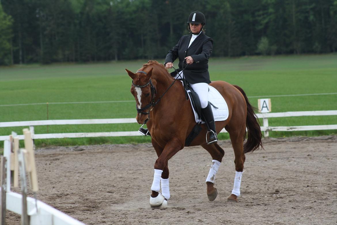 Palomino Østrupgårds Cantana billede 18