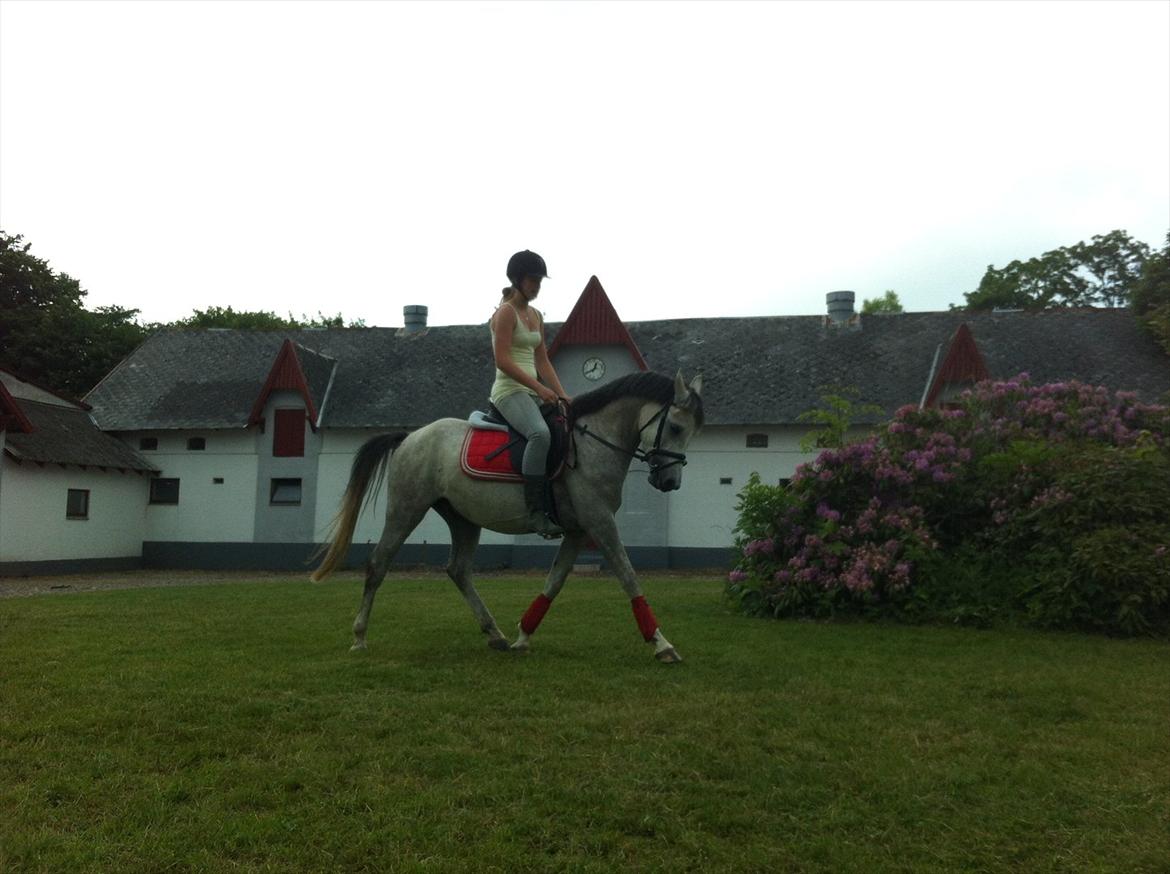 Anden særlig race Stald Nino´s O´malley (Malle) billede 2