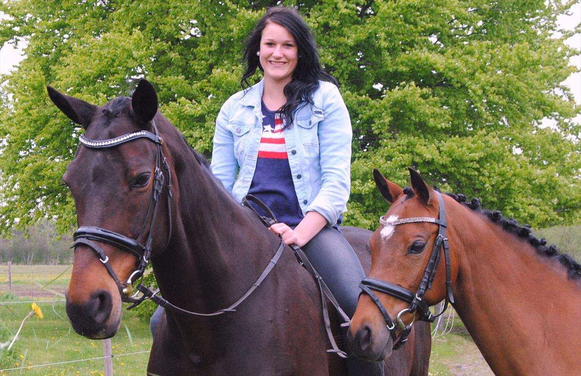 Hannoveraner Grinta Alfarvad Z - Mine Stjerner! <3 billede 7