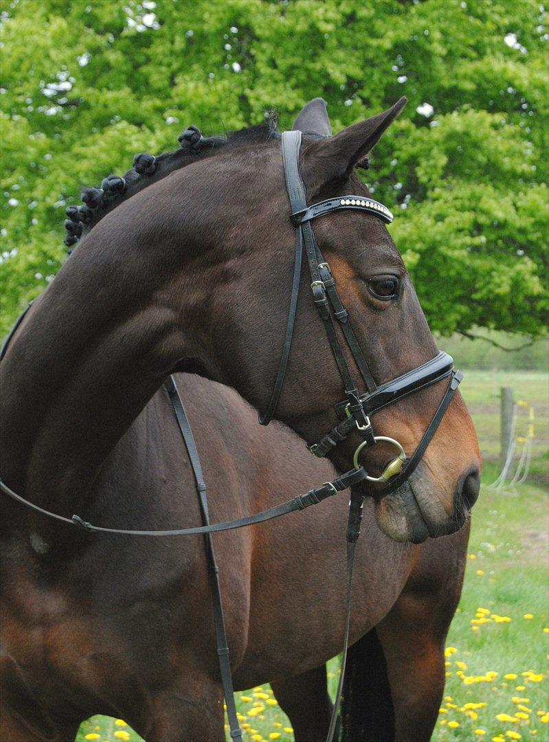 Hannoveraner Grinta Alfarvad Z - Velkommen til Grintas profil <3 billede 2