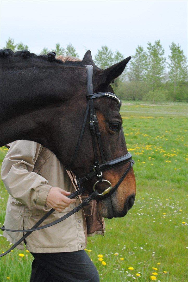 Hannoveraner Grinta Alfarvad Z - <3 billede 8