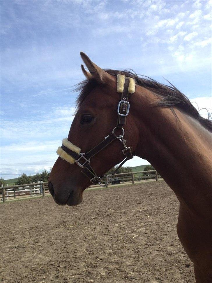 Dansk Varmblod Ringsgaards geni - Smukke Geni Juni 2012 billede 15