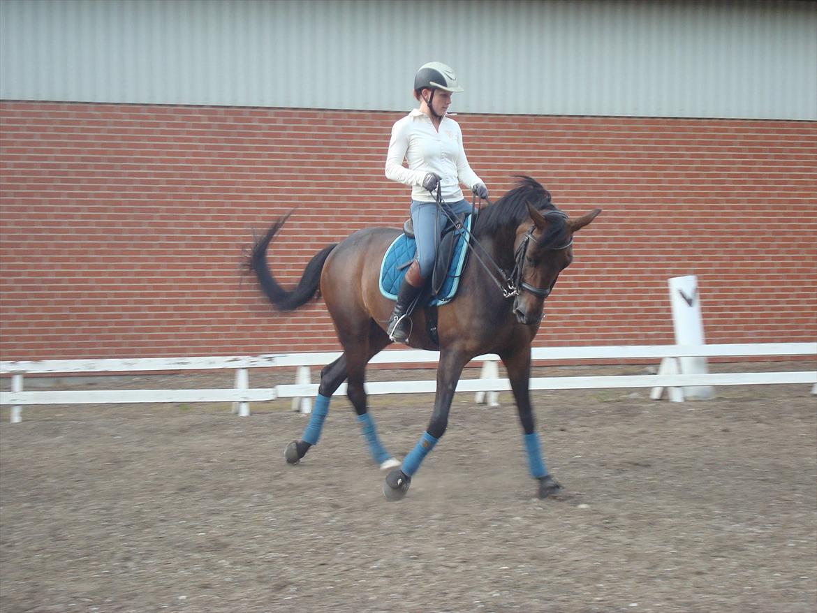 Anden særlig race Chiquita *Bananen* - træning d. 29 maj 2012 billede 1