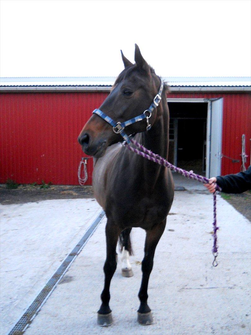 Dansk Varmblod Nygaards Michado billede 25