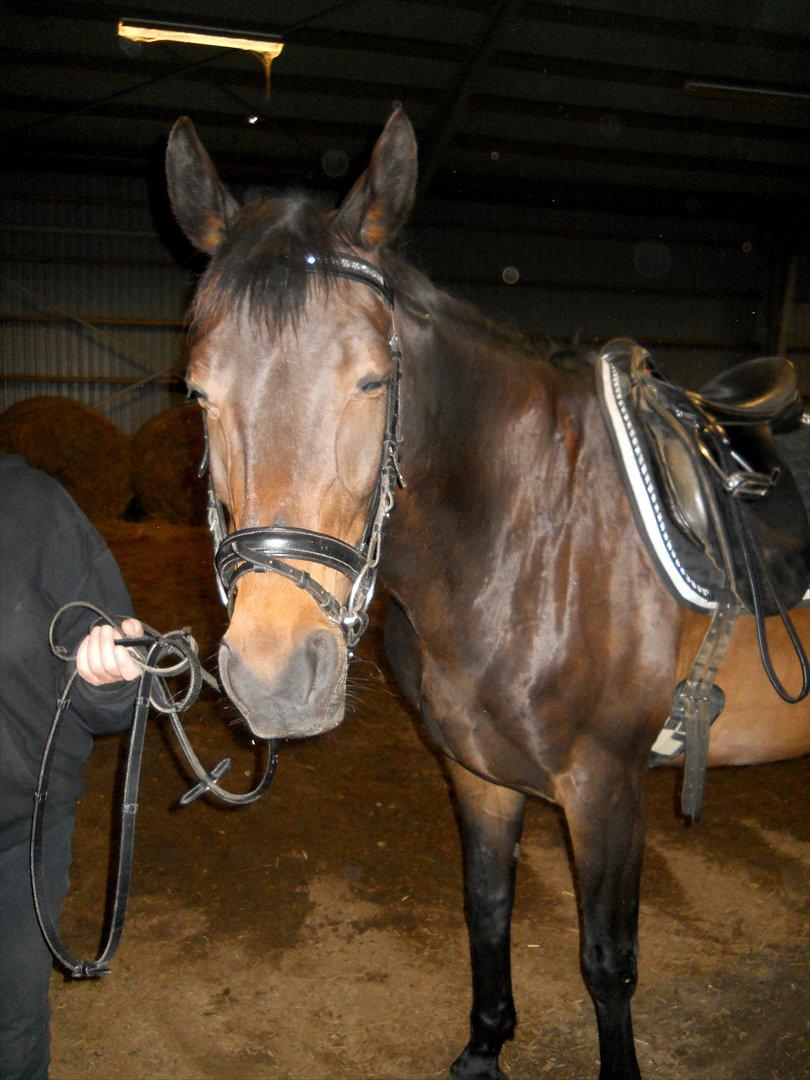 Dansk Varmblod Nygaards Michado - klog hest. hun lukkede bevidst øjnene for blitzen. :D billede 26