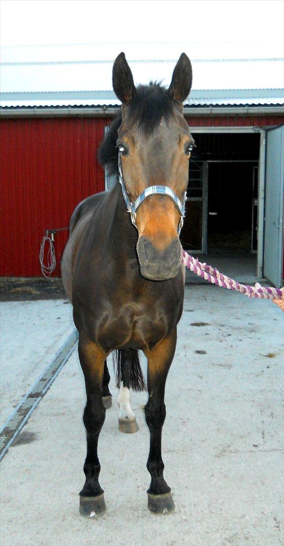 Dansk Varmblod Nygaards Michado billede 28