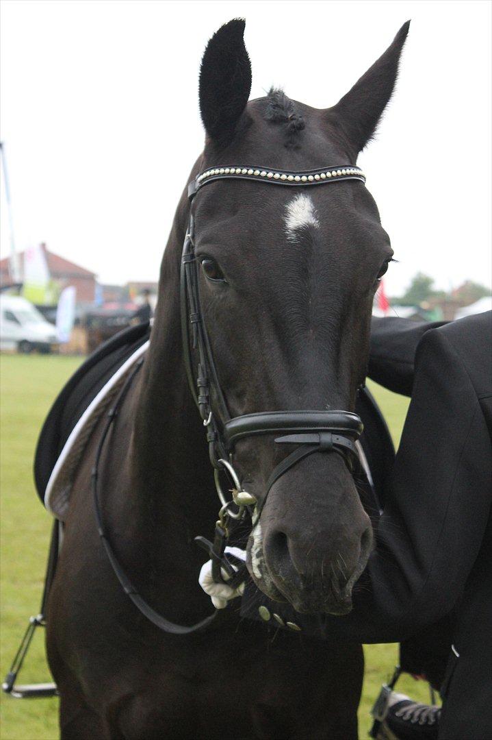 Oldenborg Cassiopeia (TUT) - Hey Hottie!! :* billede 19