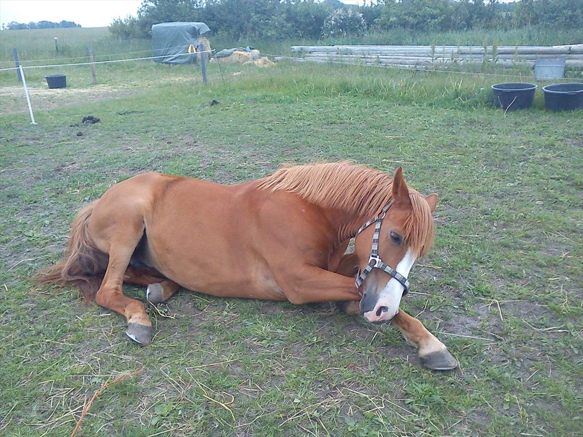 Anden særlig race Angel "My one and only<3" billede 20