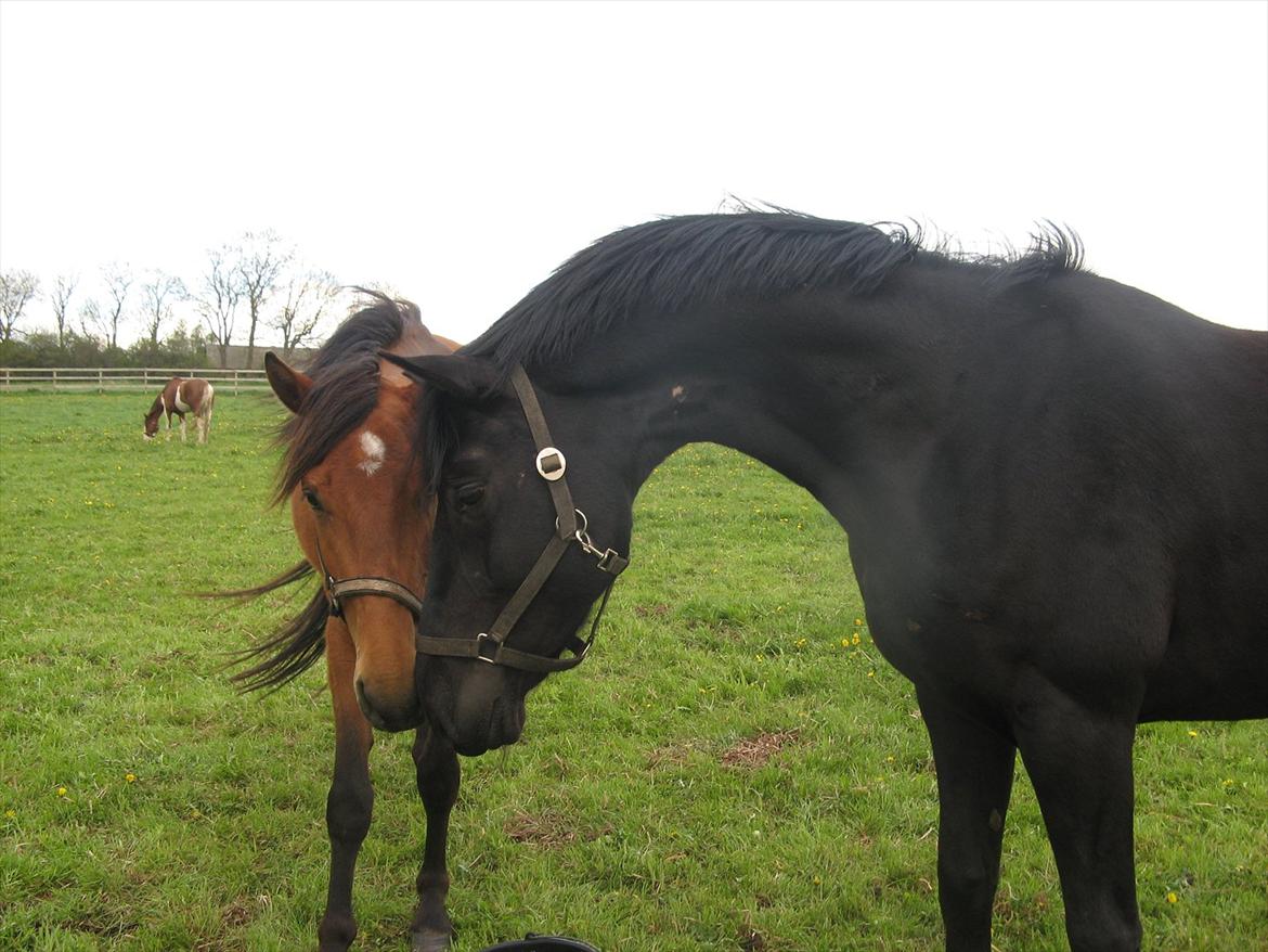 Hannoveraner Da Vinci - 13) lidt hingstet er han stadig :) Foto: mig ( d. 26.5 2012 ) billede 13