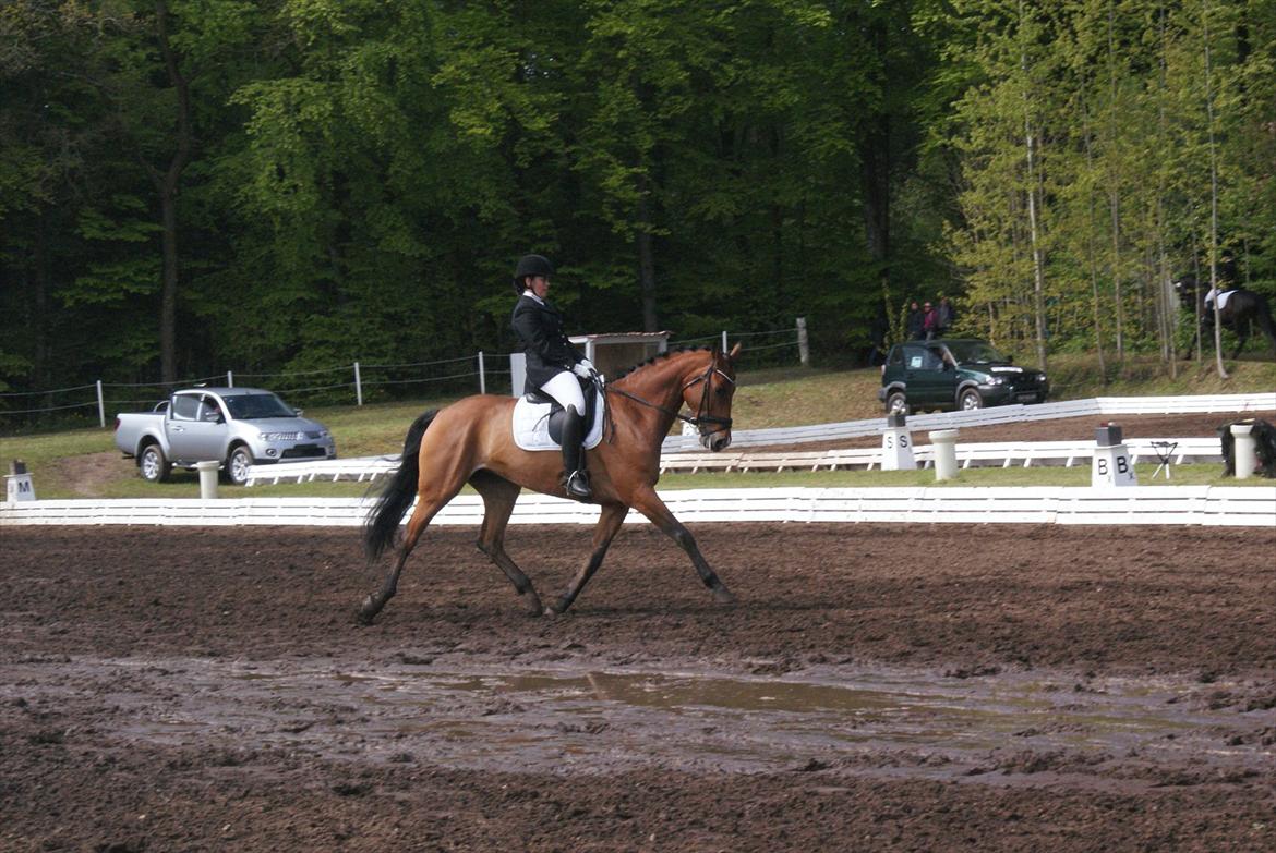 Dansk Varmblod Bakkegaardens Anemone - Morsø C stævne 2012 billede 13