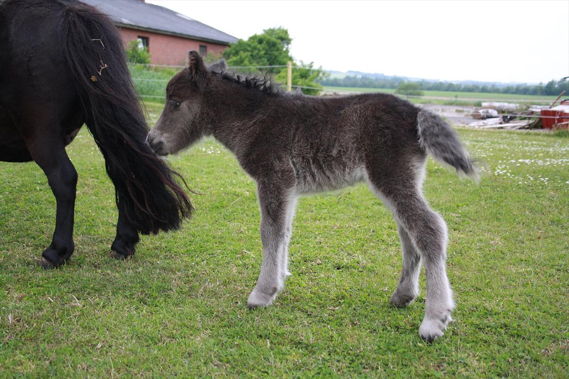 Shetlænder Fiona A Bacoon # SOLGT# billede 5