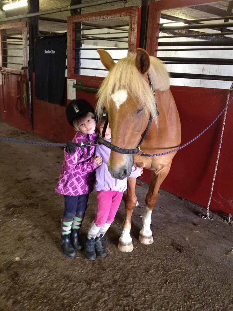 New Forest Kantje's Tommy - Så sød er han på staldgangen.. meget sjællend!!;D billede 10