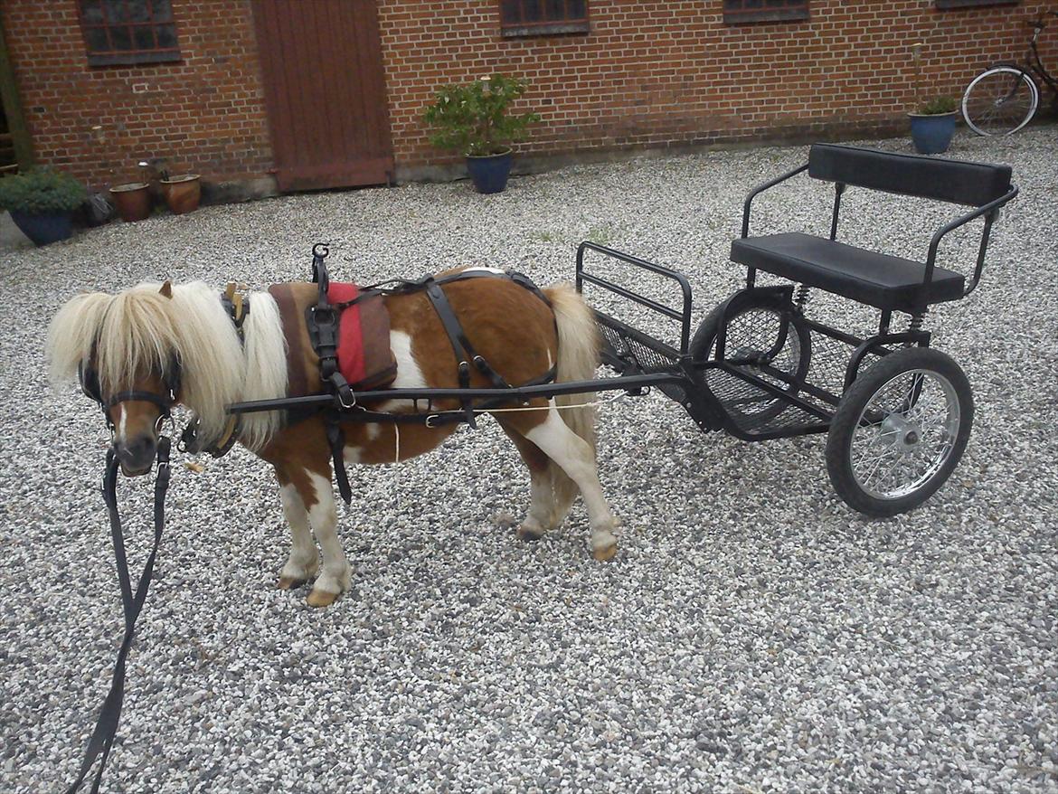 Miniature Ryttergaarden's Bertram - Bertram klar til køretur i skoven. Vi havde en fantastisk tur! Vi nød det vist lige meget begge to! Du er så dejlig min dreng<3 billede 20