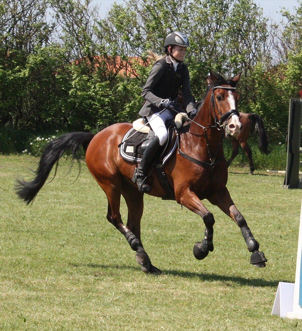 Hollandsk Sportspony Caspertoo H - B-pony<3 - Foto: Clarissa
"Gode venner er som stjerner. Man kan ikke altid se dem, men man ved de altid er der." billede 6