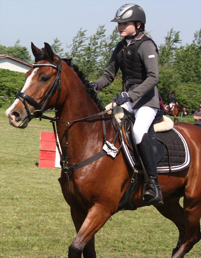 Hollandsk Sportspony Caspertoo H - B-pony<3 - LA1* Løgstør d. 26/5 2012:-) Foto: Clarissa.
- I'm crazy with you<3 billede 10