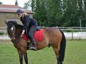 Hollandsk Sportspony Mars Marshall