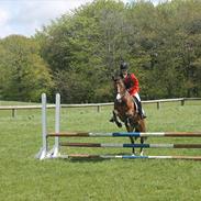 Anden særlig race Monique