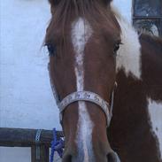 Anden særlig race Bluey