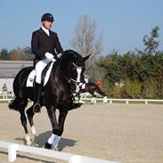 Dansk Varmblod Dyvellyst Di Toscana