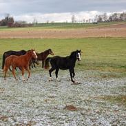 Dansk Varmblod Dyvellyst Di Toscana