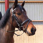 Anden særlig race Waka Waka