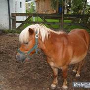 Shetlænder tvebak blondie