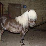 Shetlænder Silver