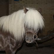 Shetlænder Silver