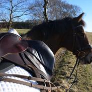 Anden særlig race Unique