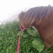 Shetlænder Lander's Sindy af Egedal (--Himmelpony--)