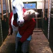 Hollandsk Sportspony Quinty