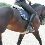 Oldenborg Brunette Alstrup