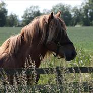 Islænder Rauðstjarni fra Skovvejen