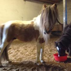 Anden særlig race bandit