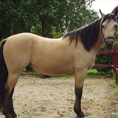 Anden særlig race - Homie