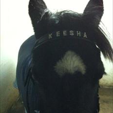 Welsh Pony (sec B) Callunas Keeshia