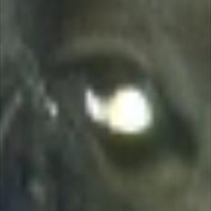 Welsh Pony (sec B) Callunas Keeshia