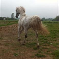 Holstener Calina